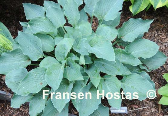 Hosta Chesapeake Bay